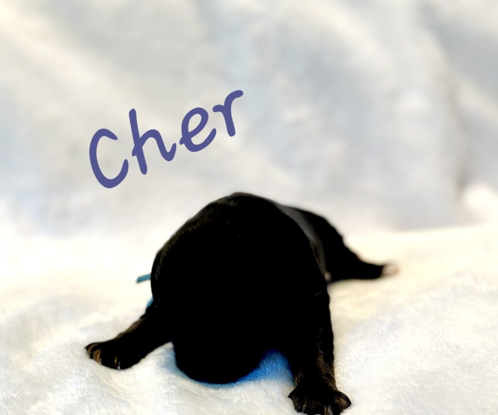 Cher